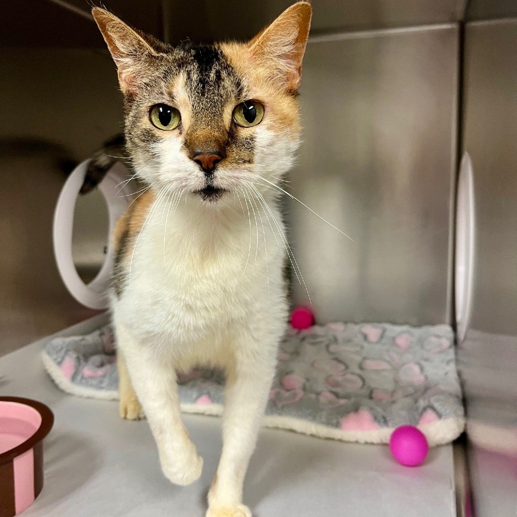 Heart Domestic Shorthair Calico
