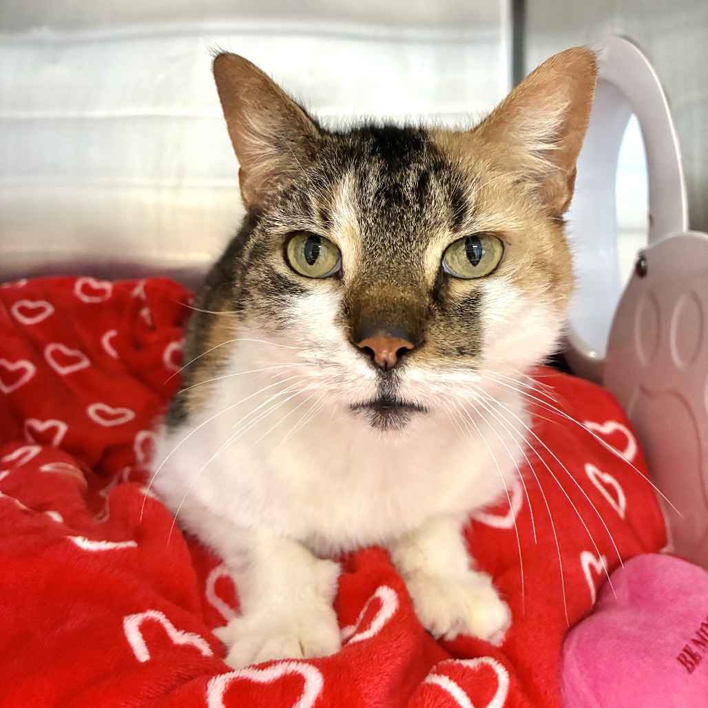 Heart Domestic Shorthair Calico