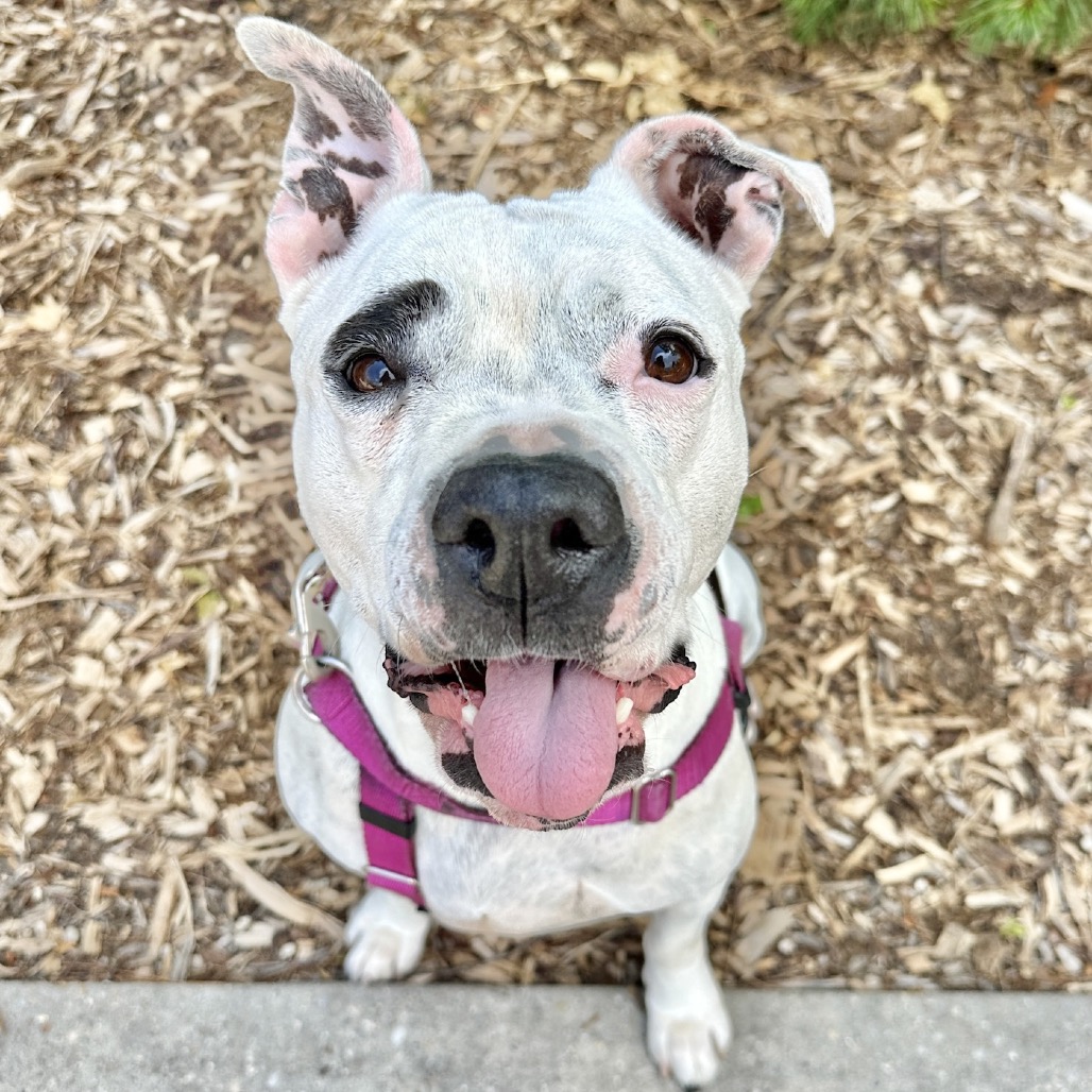 Miss Pickles Terrier, American Pit Bull/Mix White/Black None
