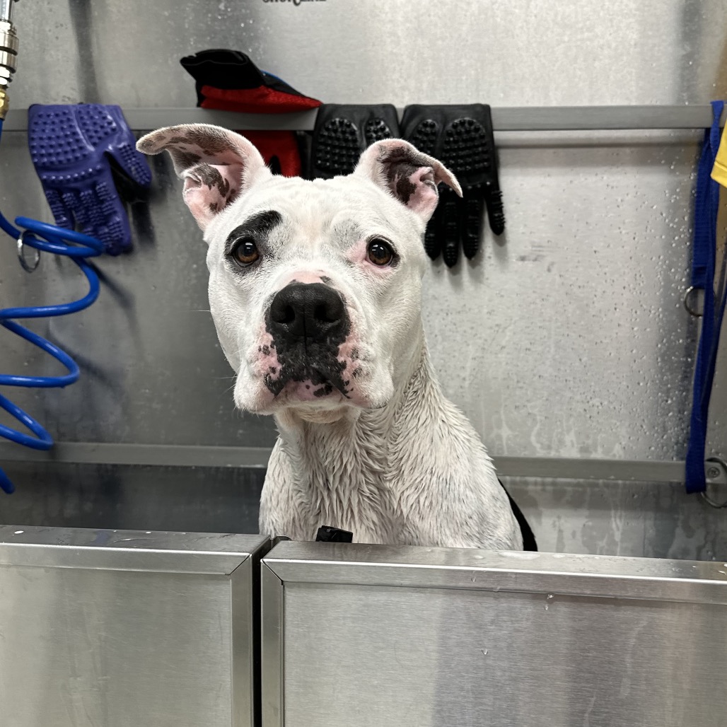 Miss Pickles Terrier, American Pit Bull/Mix White/Black None