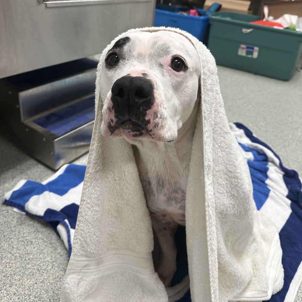 Miss Pickles Terrier, American Pit Bull/Mix White/Black None