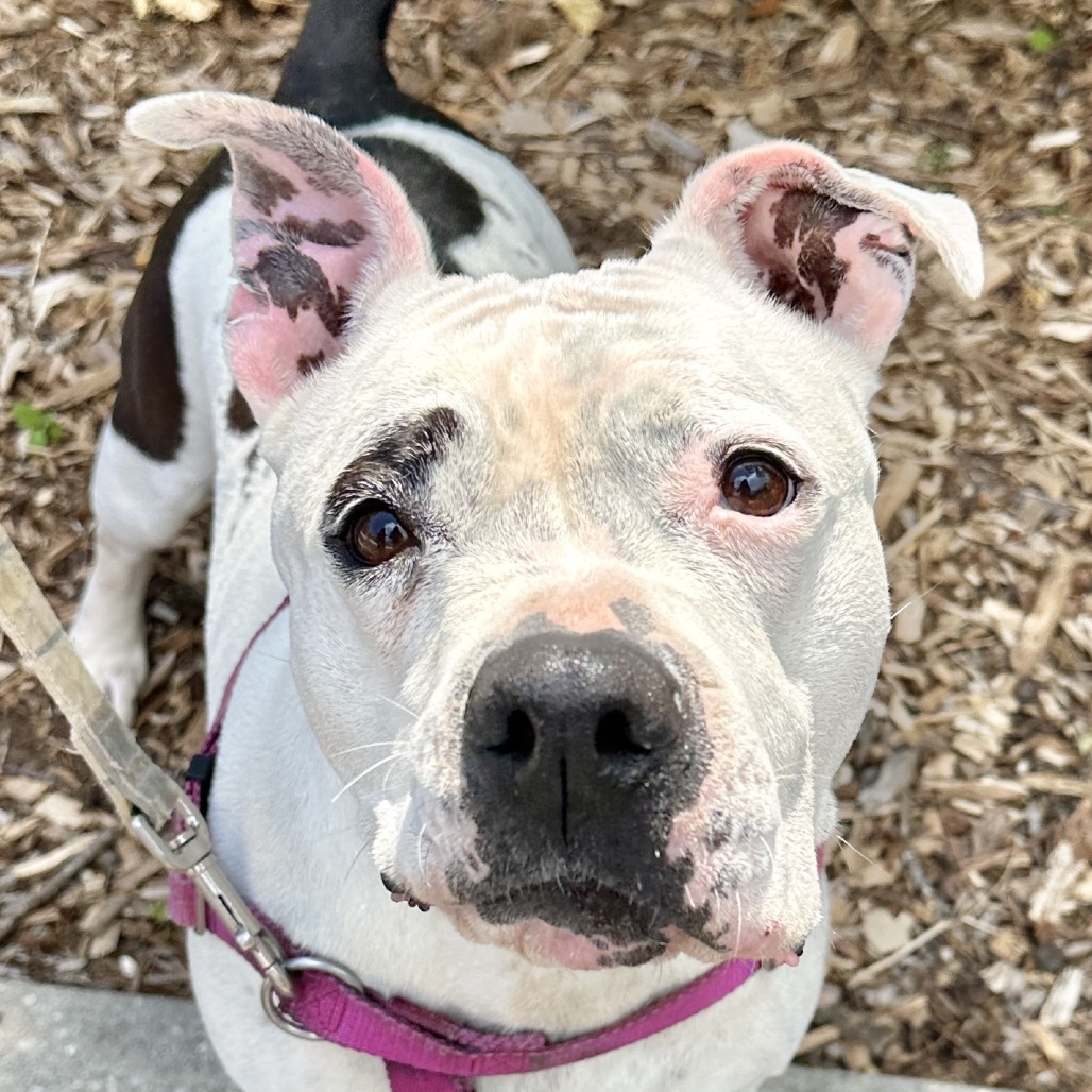 Miss Pickles Terrier, American Pit Bull/Mix White/Black None