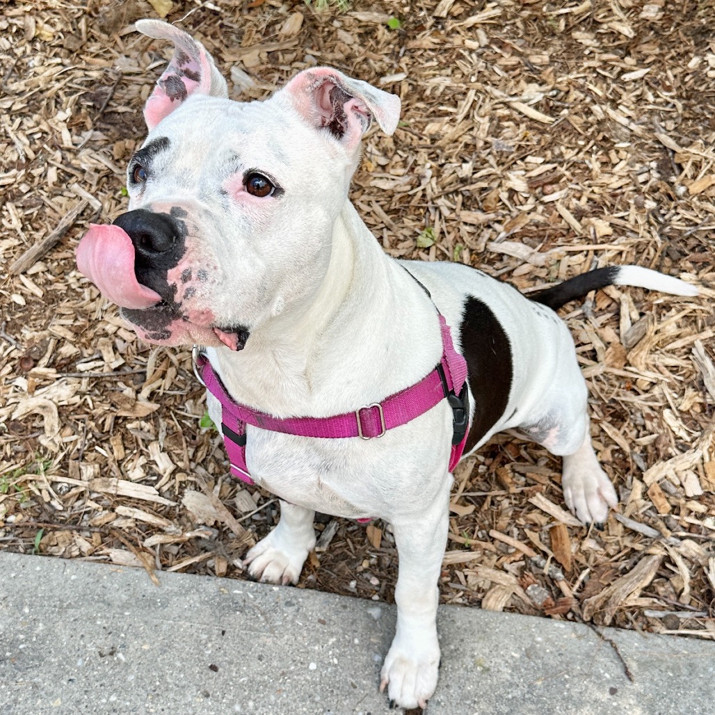 Miss Pickles Terrier, American Pit Bull/Mix White/Black None