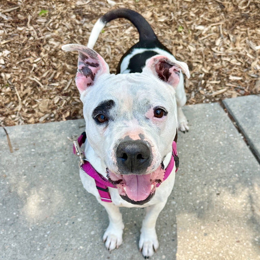 Miss Pickles Terrier, American Pit Bull/Mix White/Black None