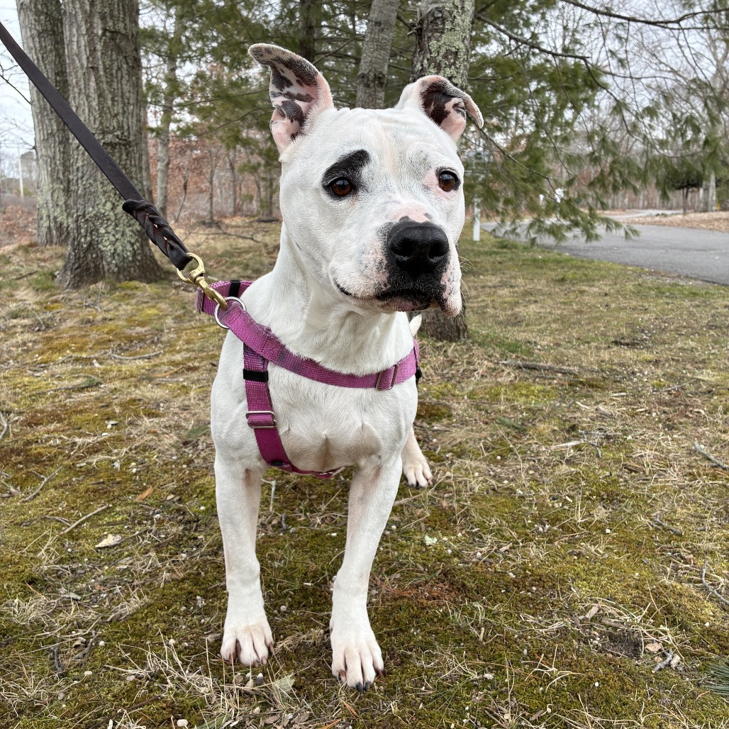 Miss Pickles Terrier, American Pit Bull/Mix White/Black None