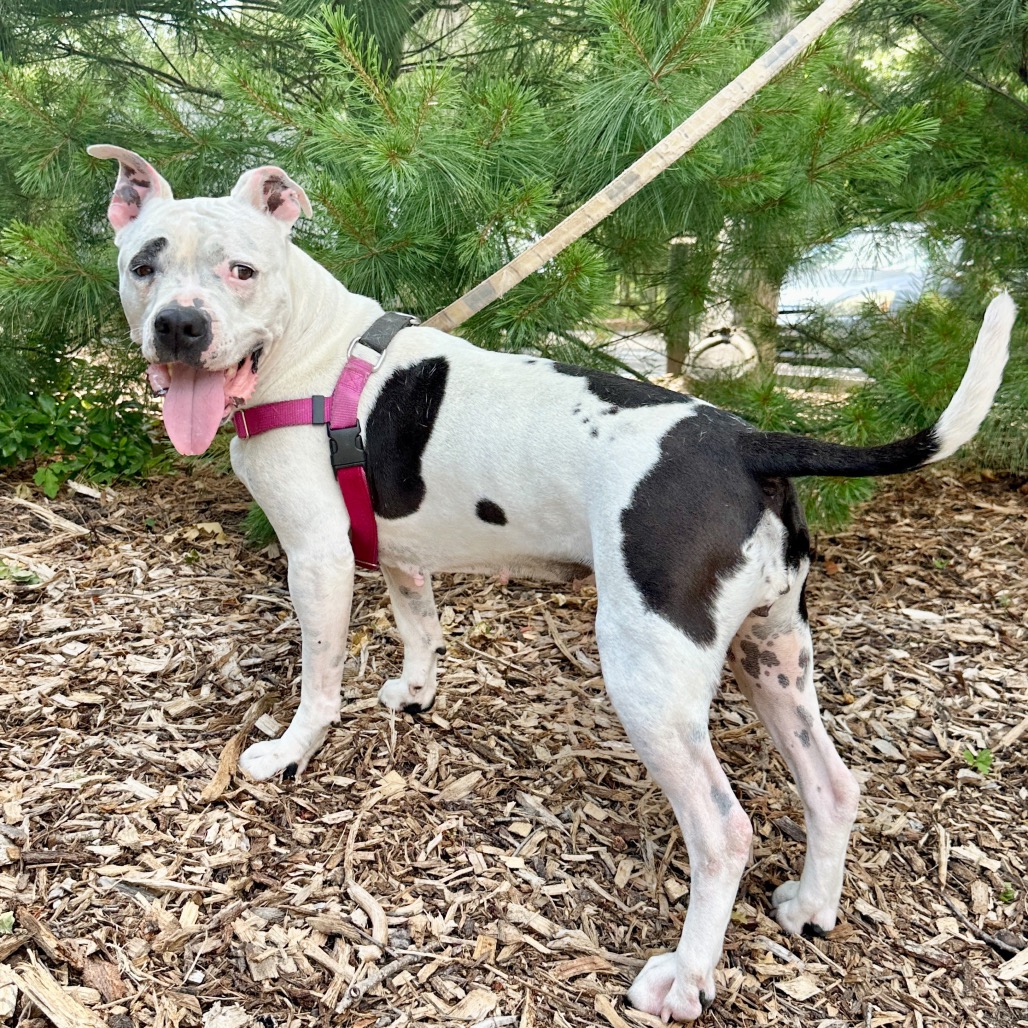 Miss Pickles Terrier, American Pit Bull/Mix White/Black None