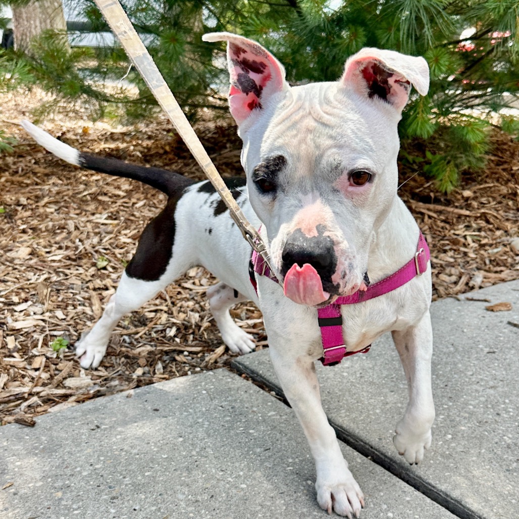 Miss Pickles Terrier, American Pit Bull/Mix White/Black None