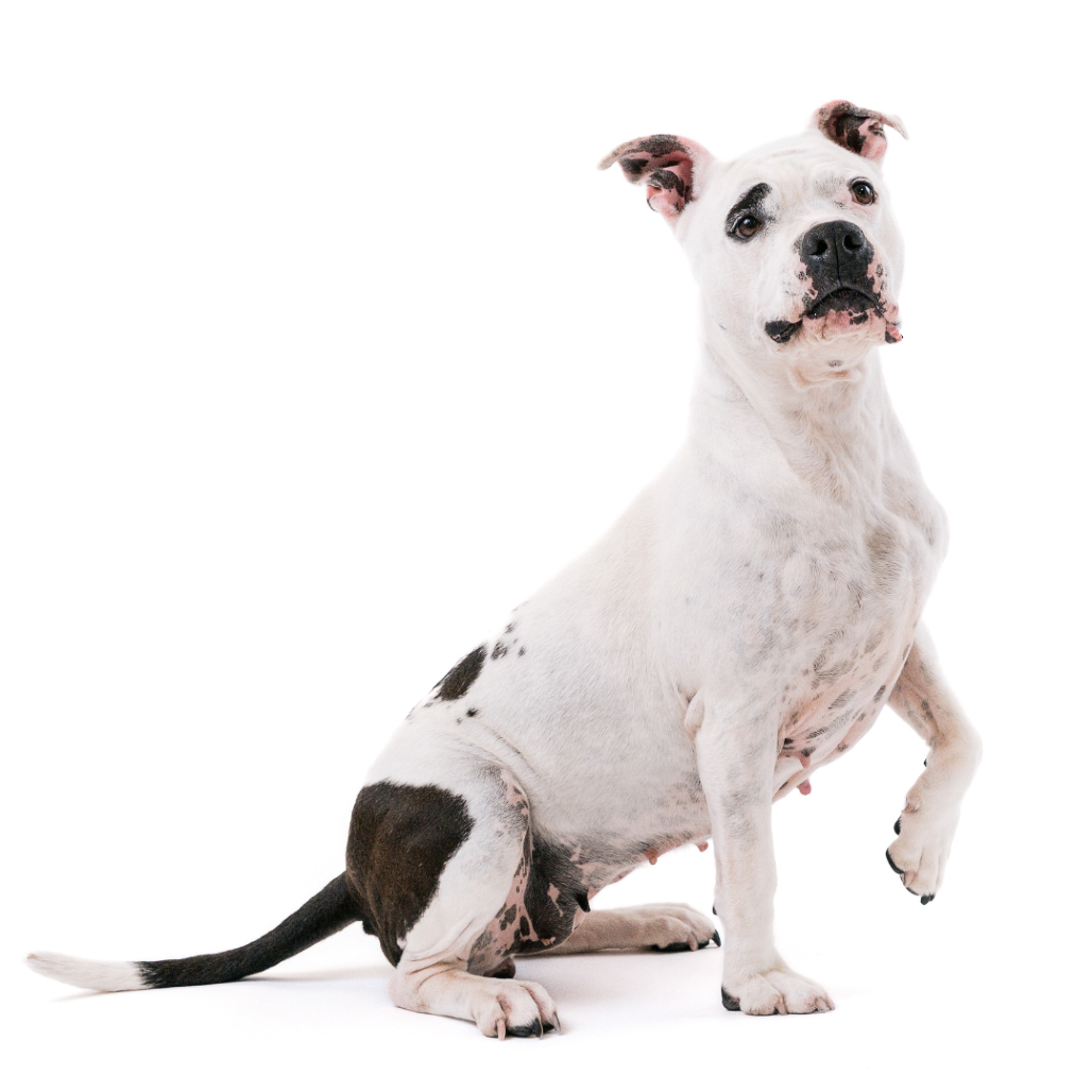 Miss Pickles Terrier, American Pit Bull/Mix White/Black None