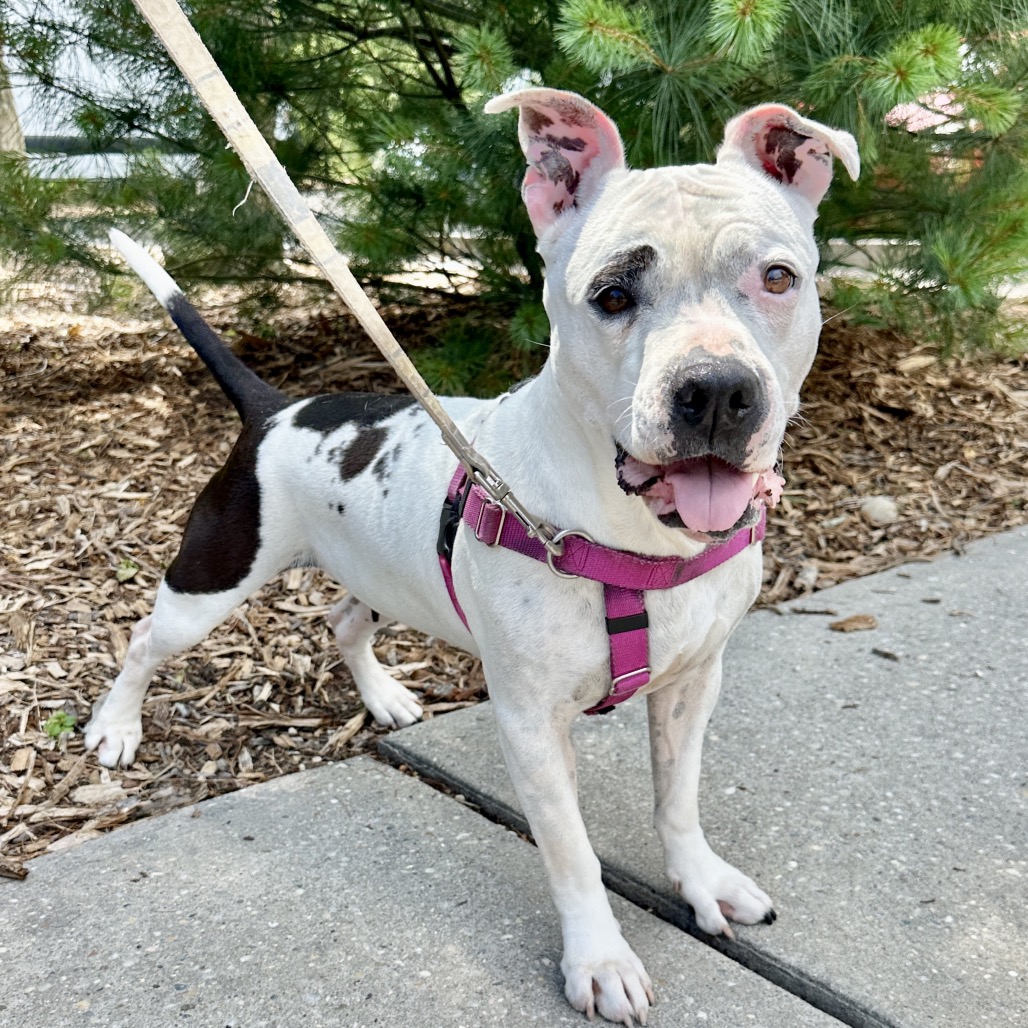 Miss Pickles Terrier, American Pit Bull/Mix White/Black None