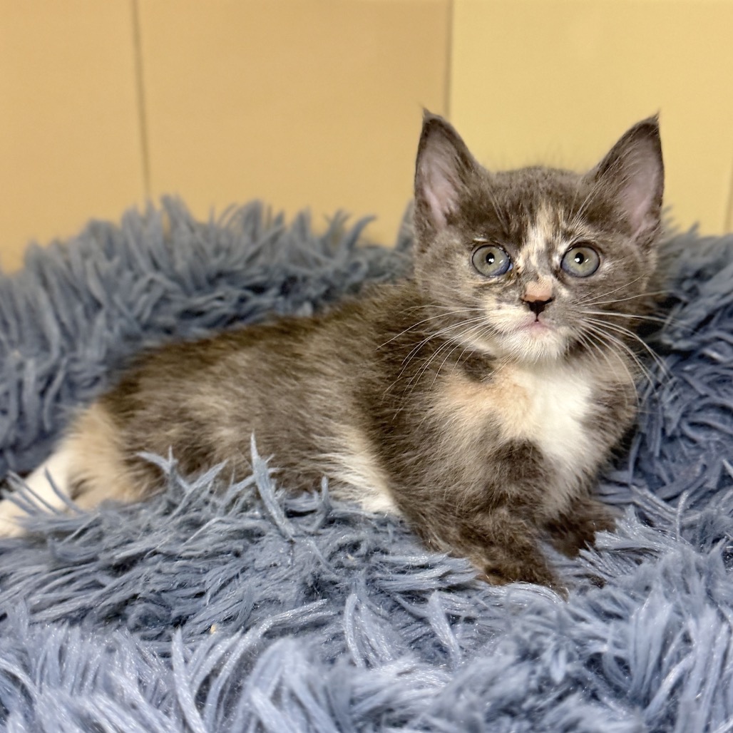 Takumi Domestic Shorthair Grey Calico