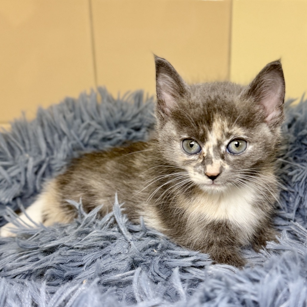 Takumi Domestic Shorthair Grey Calico