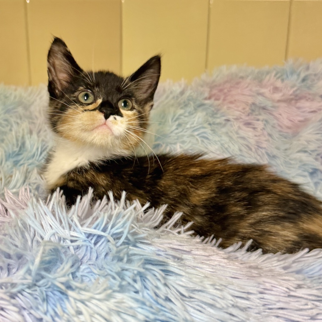 Strawberry Domestic Shorthair Black Tortie