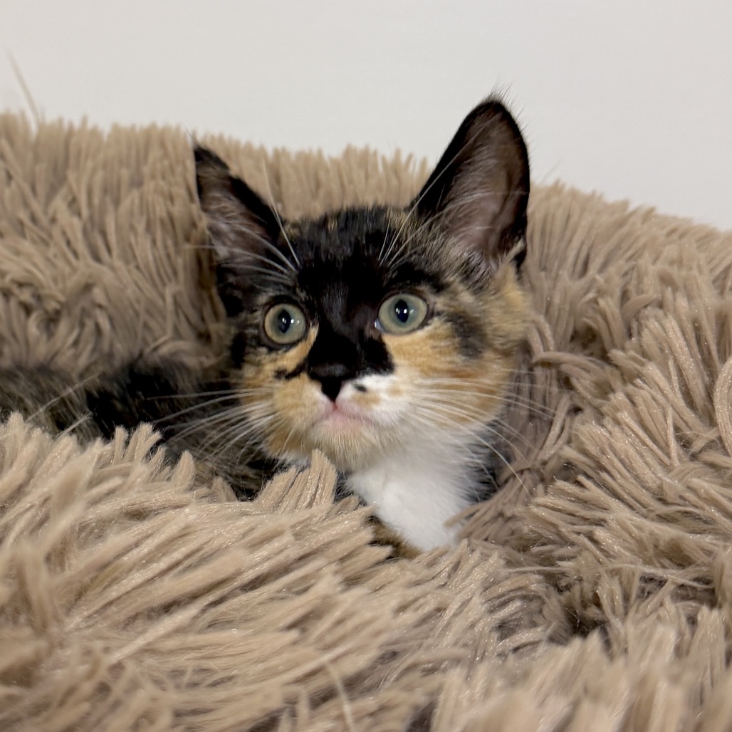 Strawberry Domestic Shorthair Black Tortie