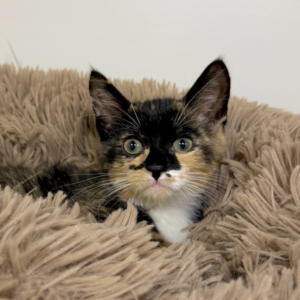 Strawberry Domestic Shorthair Black Tortie
