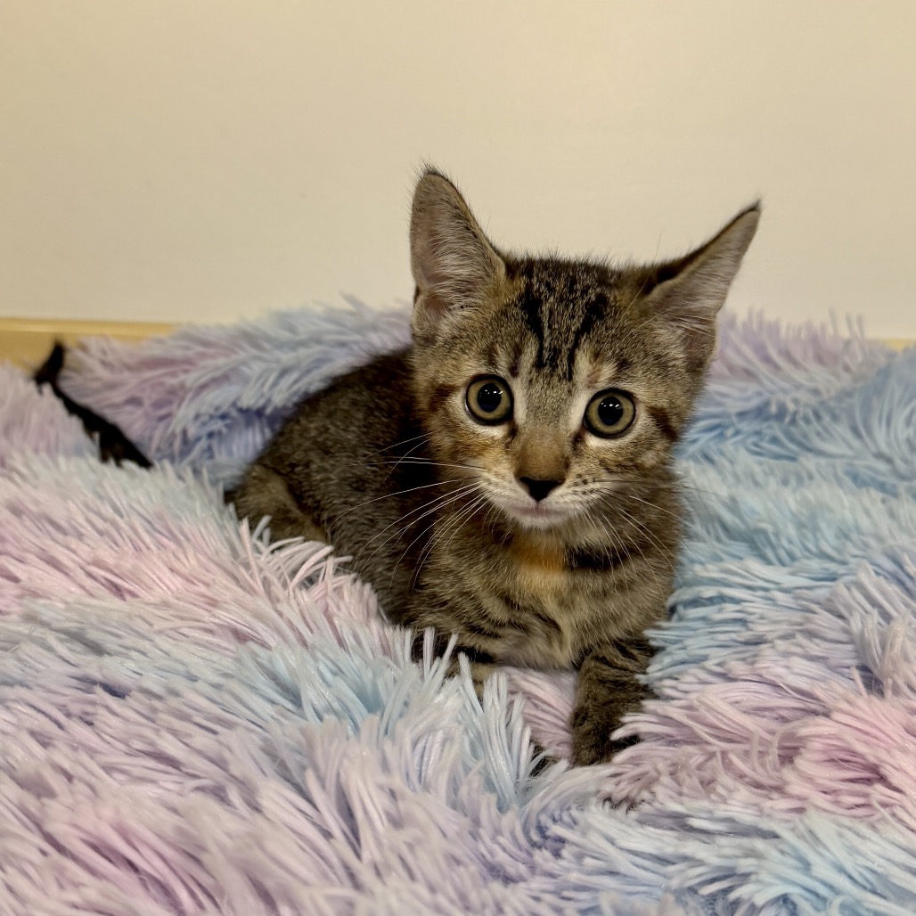 Amy Domestic Shorthair Brown Tabby