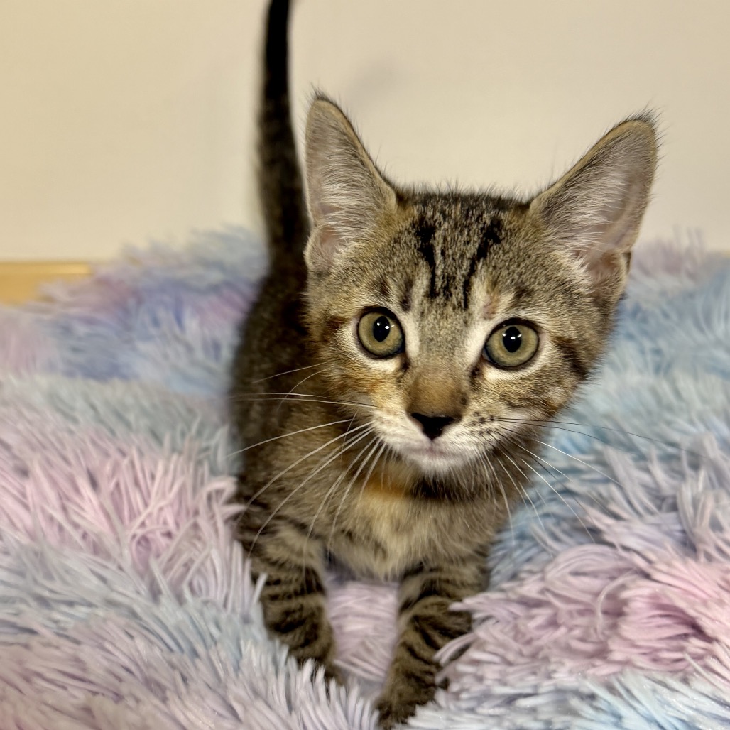 Amy Domestic Shorthair Brown Tabby