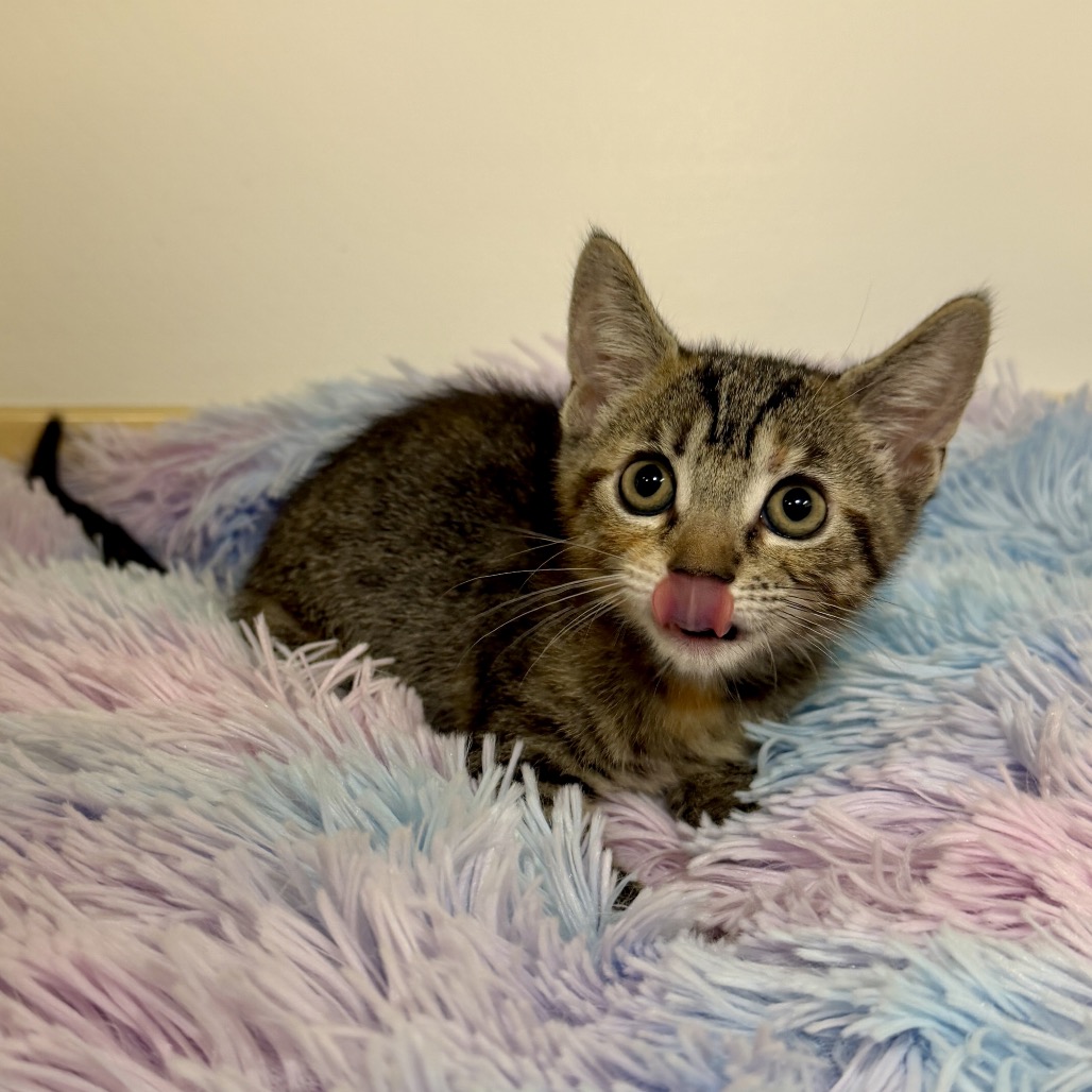 Amy Domestic Shorthair Brown Tabby