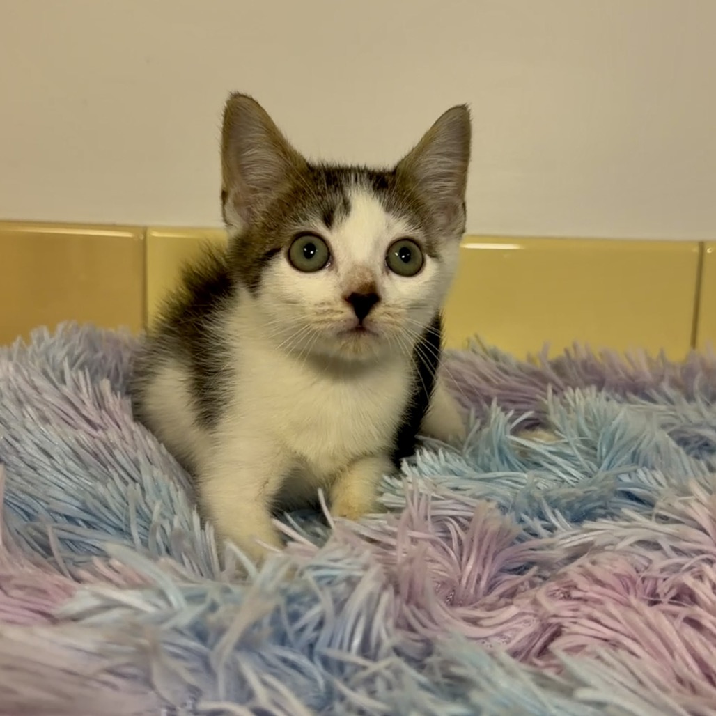 Brucie Domestic Shorthair Grey/White Tabby