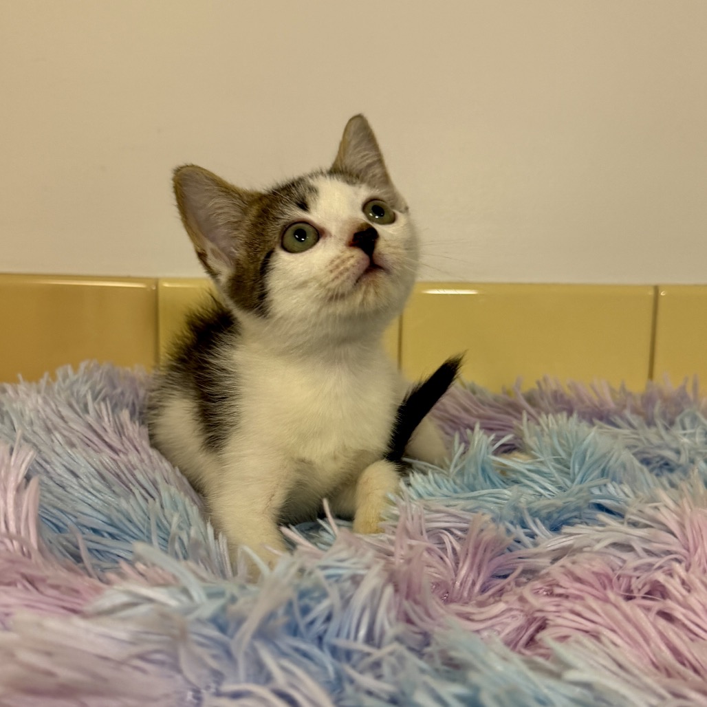 Brucie Domestic Shorthair Grey/White Tabby