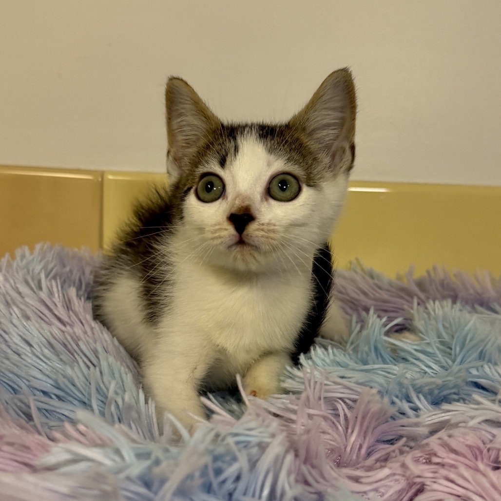 Brucie Domestic Shorthair Grey/White Tabby