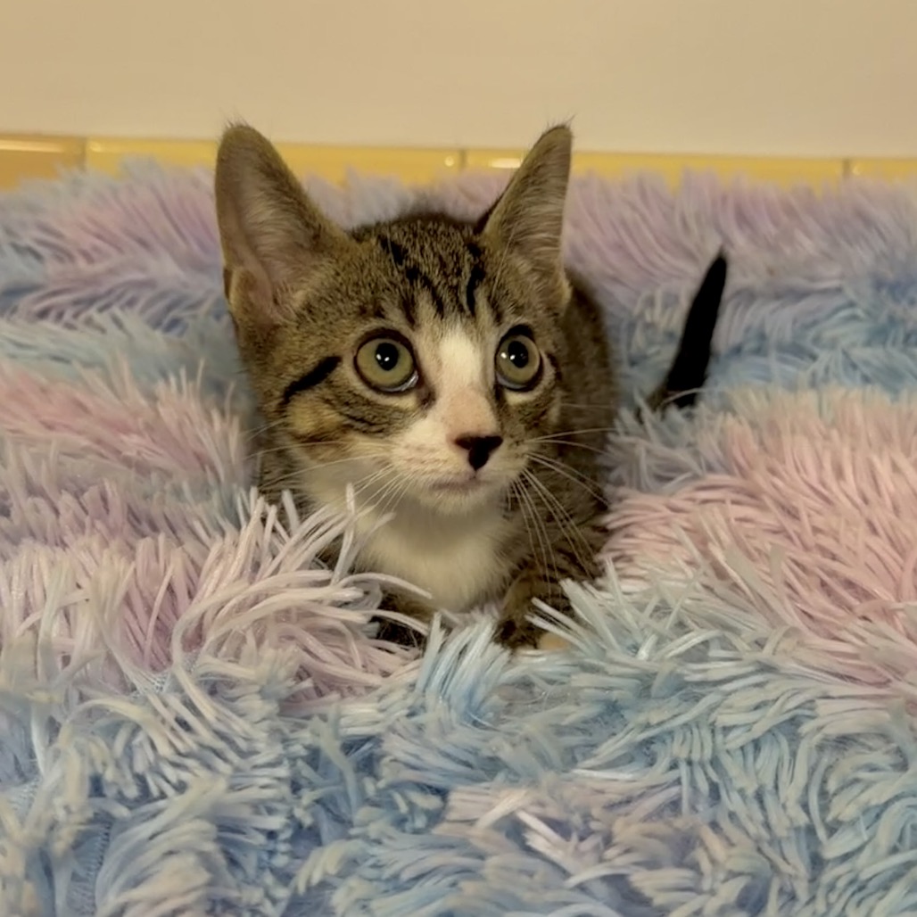 Sami Domestic Shorthair Brown Tabby