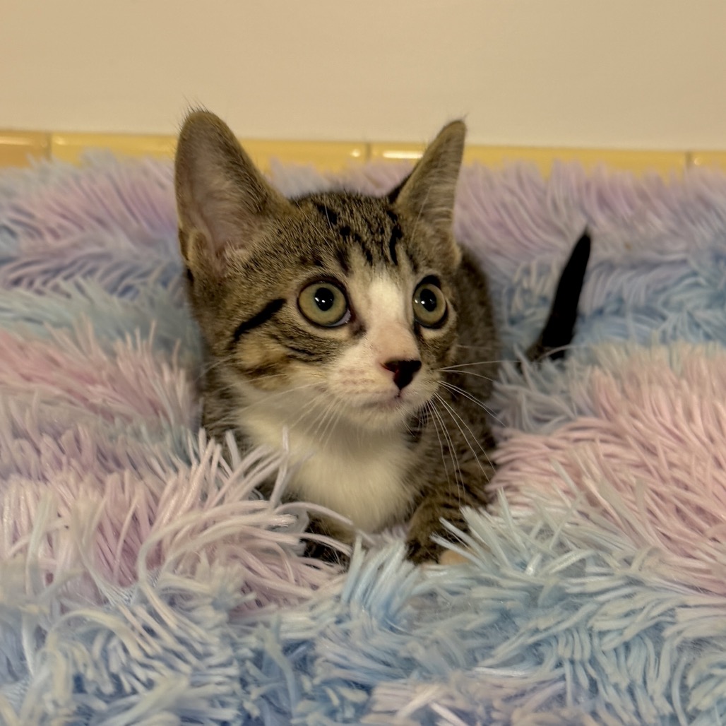 Sami Domestic Shorthair Brown Tabby