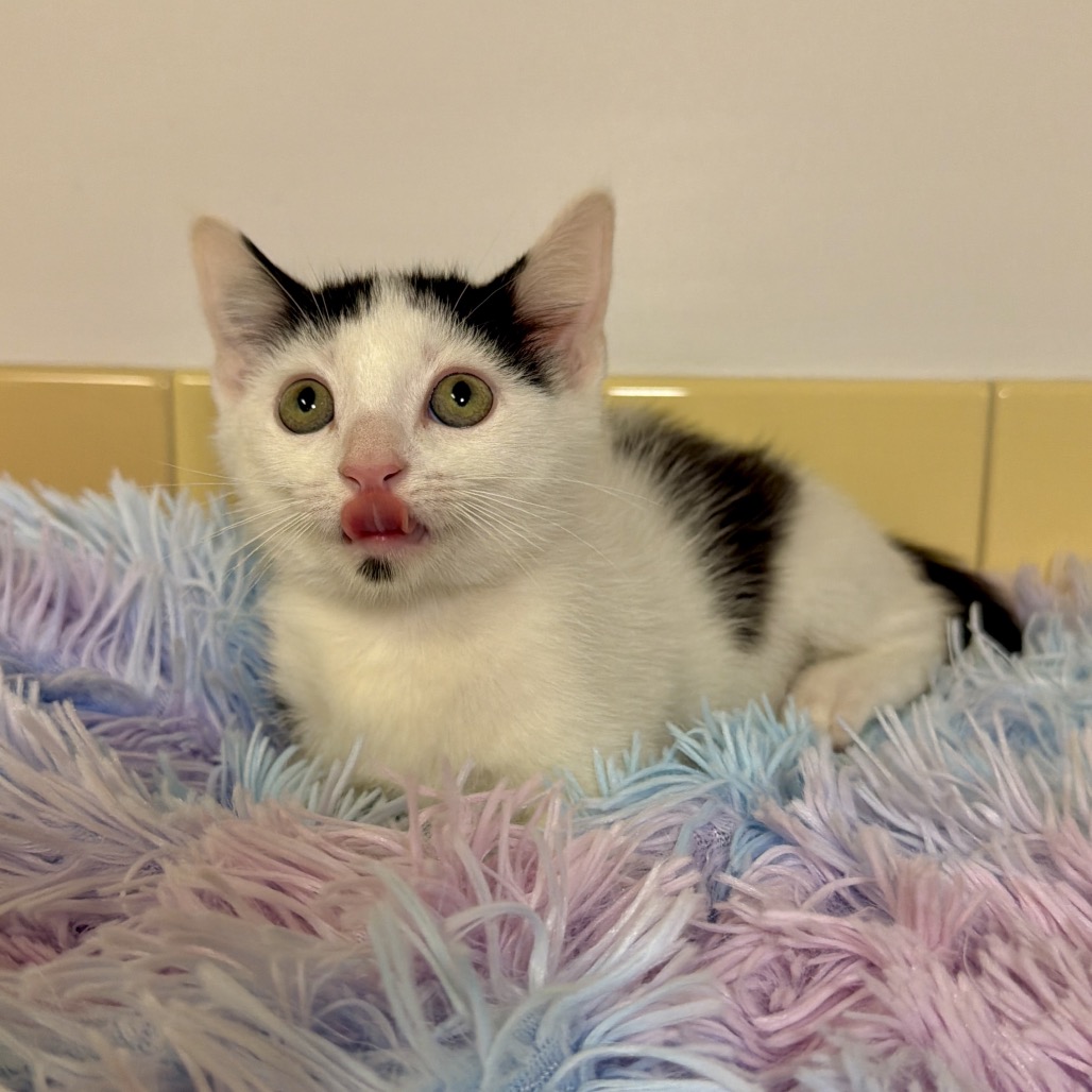 Maxe Domestic Shorthair Black/White None