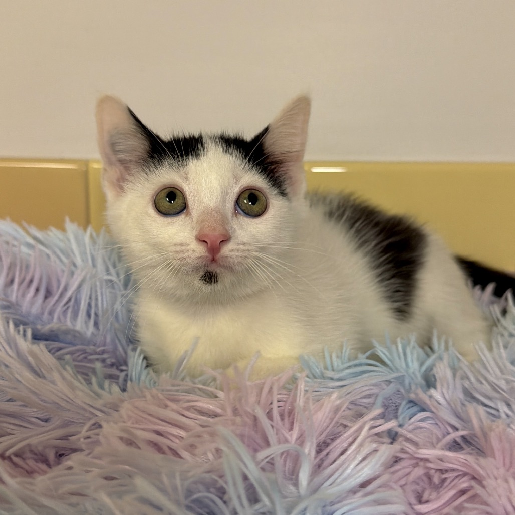 Maxe Domestic Shorthair Black/White None