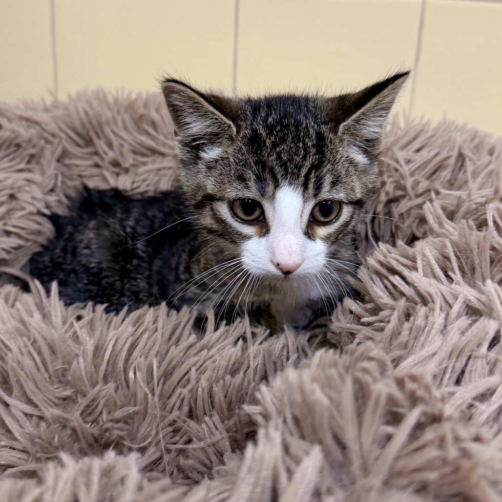 Pietro Domestic Shorthair Brown 