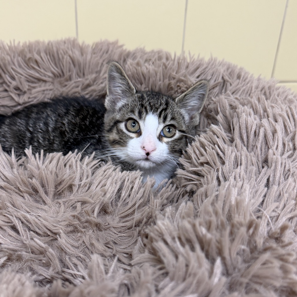Pietro Domestic Shorthair Brown 