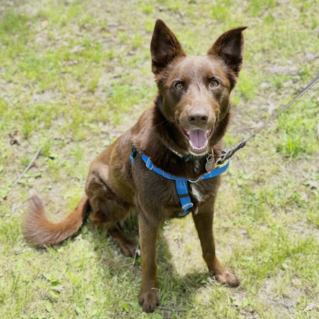Poppy Shepherd, German/Shepherd, Australian Chocolate None