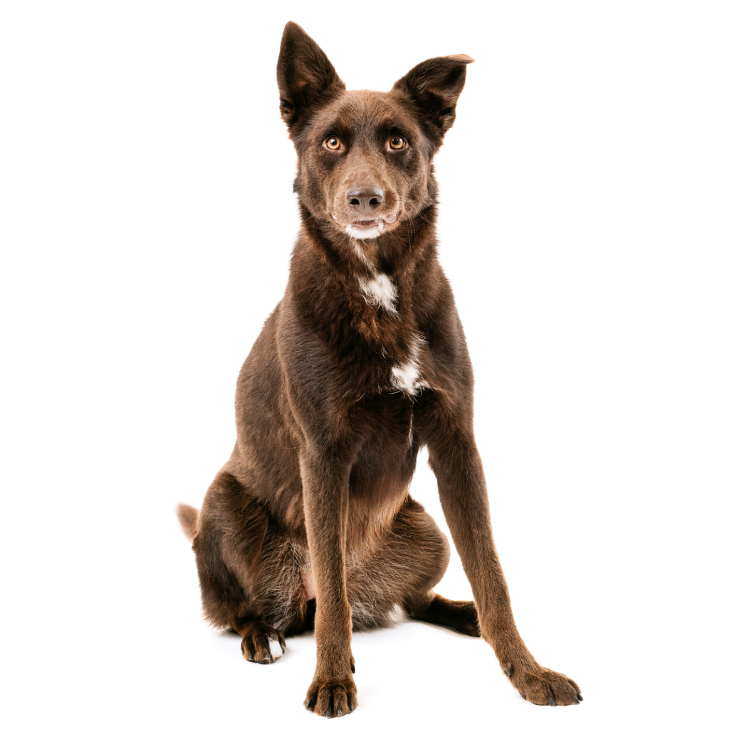 Poppy Shepherd, German/Shepherd, Australian Chocolate None