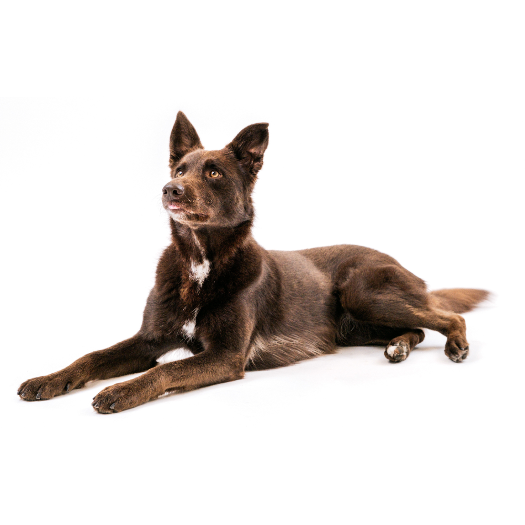 Poppy Shepherd, German/Shepherd, Australian Chocolate None