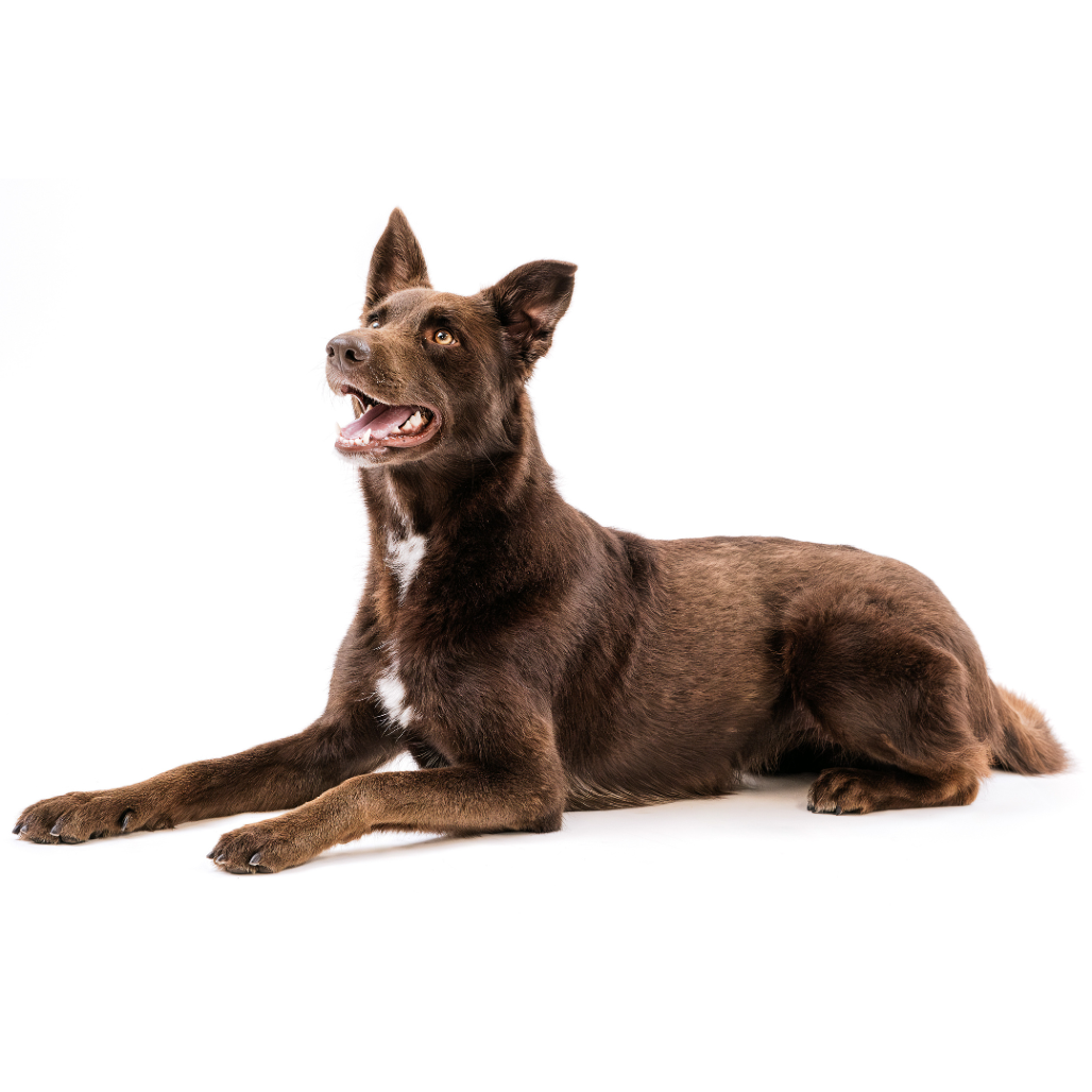 Poppy Shepherd, German/Shepherd, Australian Chocolate None