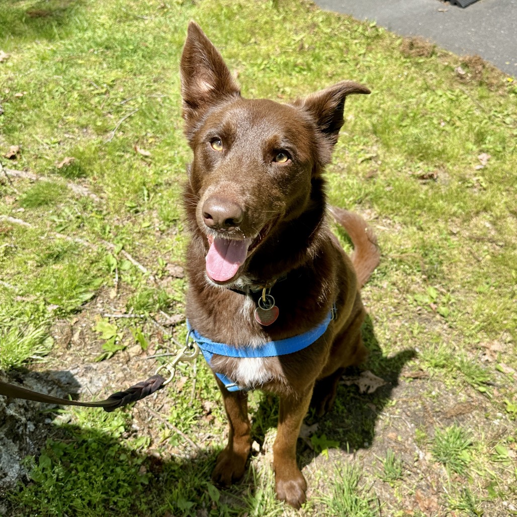 Poppy Shepherd, German/Shepherd, Australian Chocolate None