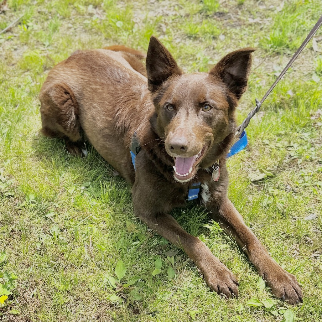 Poppy Shepherd, German/Shepherd, Australian Chocolate None