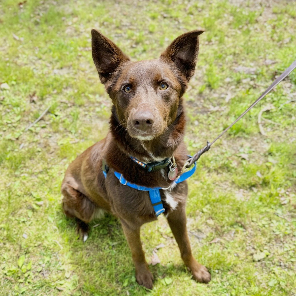 Poppy Shepherd, German/Shepherd, Australian Chocolate None