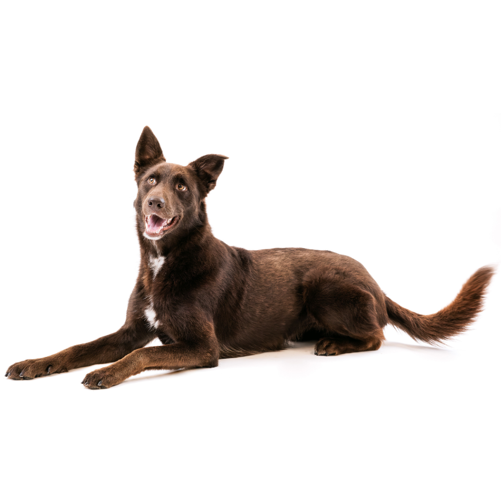 Poppy Shepherd, German/Shepherd, Australian Chocolate None