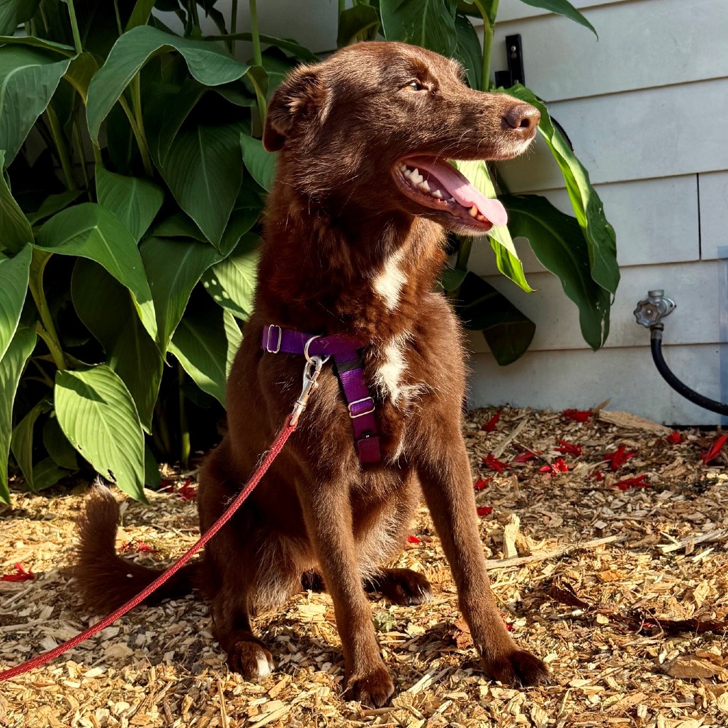 Poppy Shepherd, German/Shepherd, Australian Chocolate None
