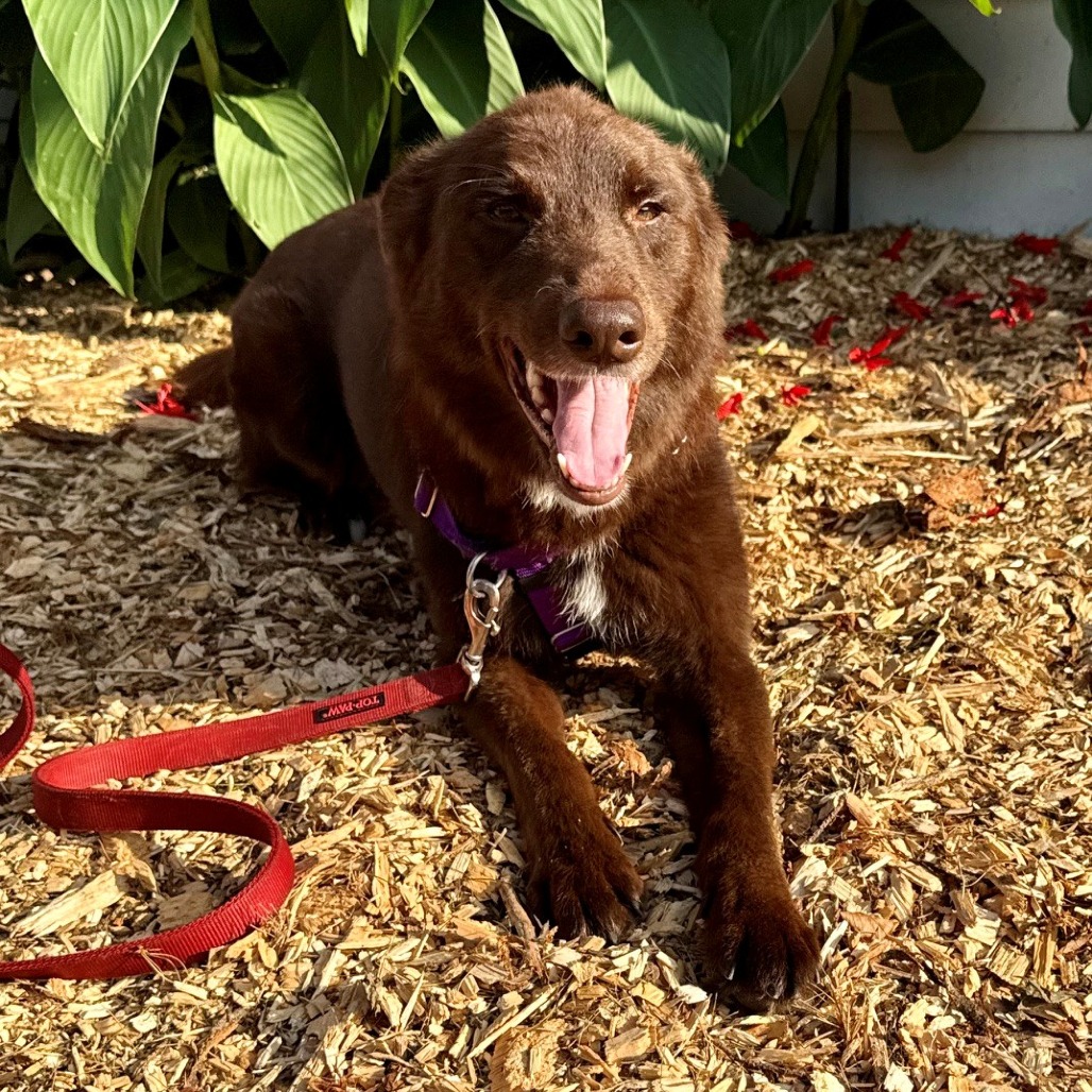 Poppy Shepherd, German/Shepherd, Australian Chocolate None