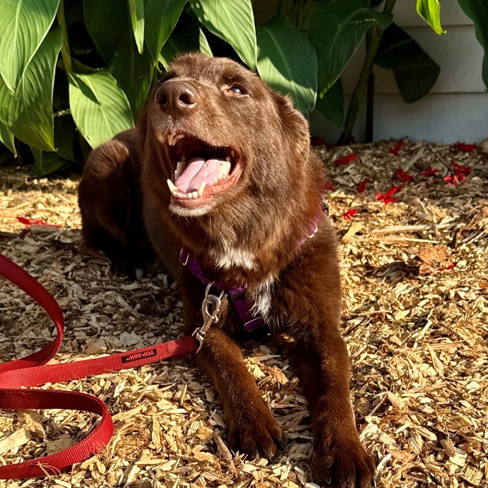 Poppy Shepherd, German/Shepherd, Australian Chocolate None