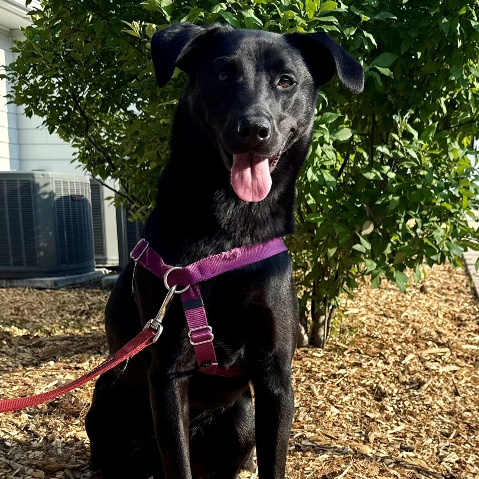 Phinjamin Retriever, Black Labrador/Mix Black None