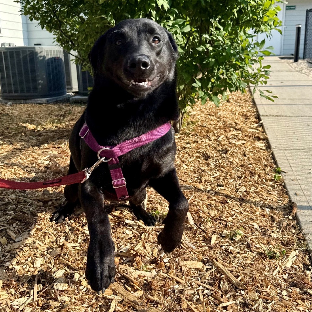 Phinjamin Retriever, Black Labrador/Mix Black None
