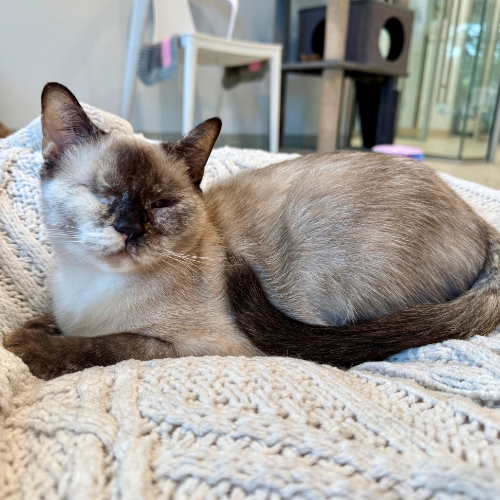 Mali Siamese Brown 