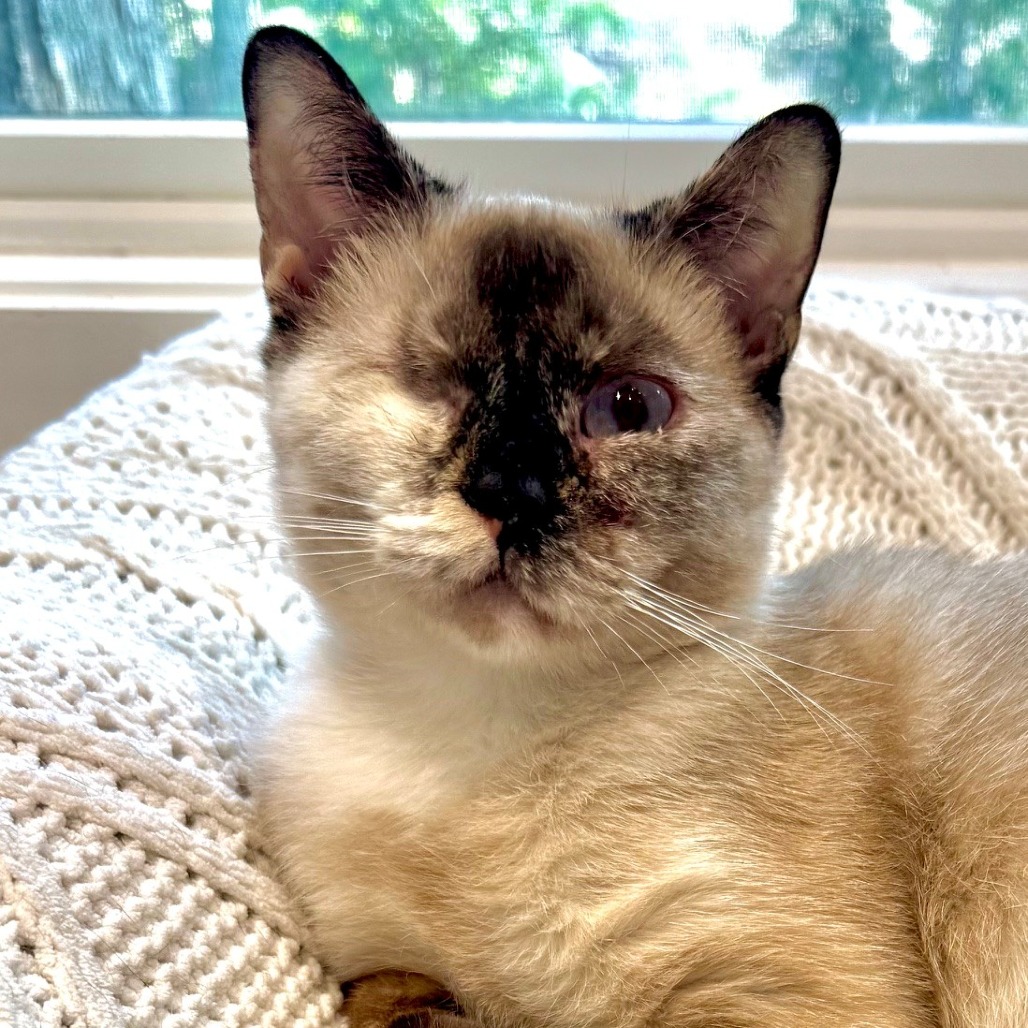 Mali Siamese Brown 