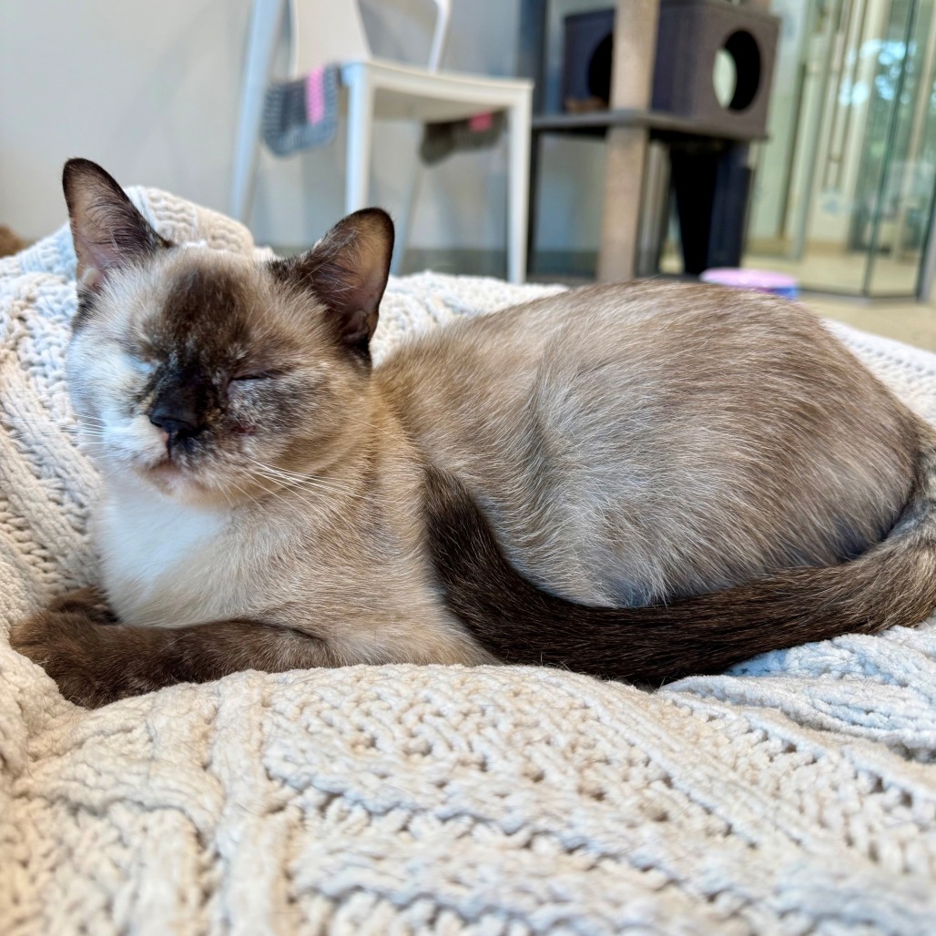 Mali Siamese Brown 