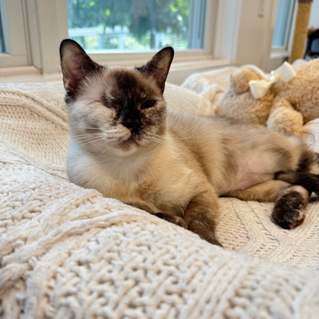 Mali Siamese Brown 