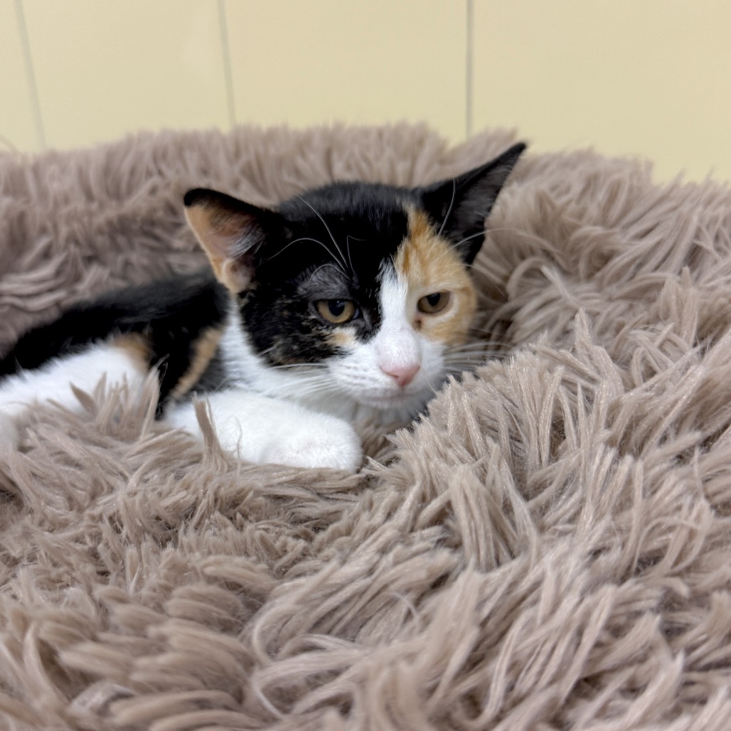 Maple Domestic Shorthair Calico 