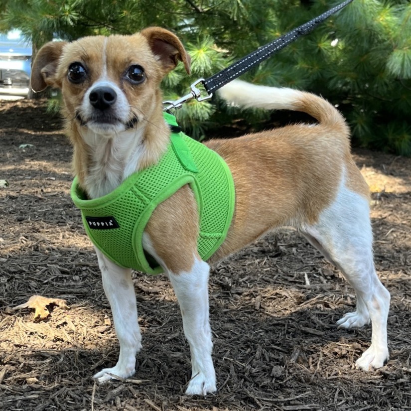 Rose Chihuahua/Mixed Breed (Small) Tan