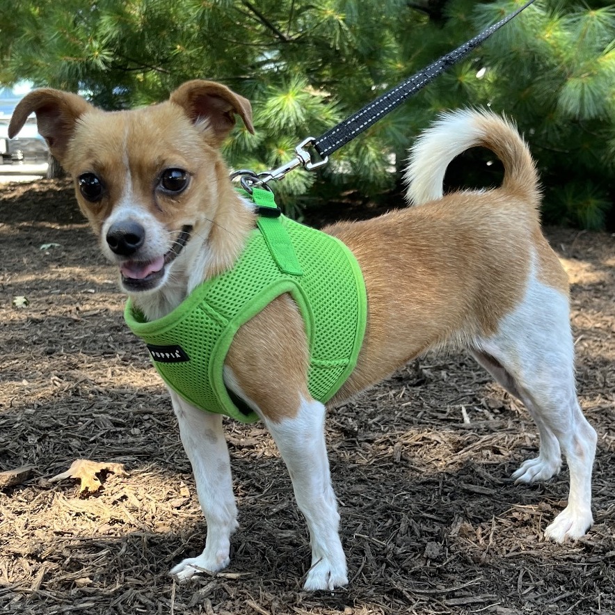 Rose Chihuahua/Mixed Breed (Small) Tan